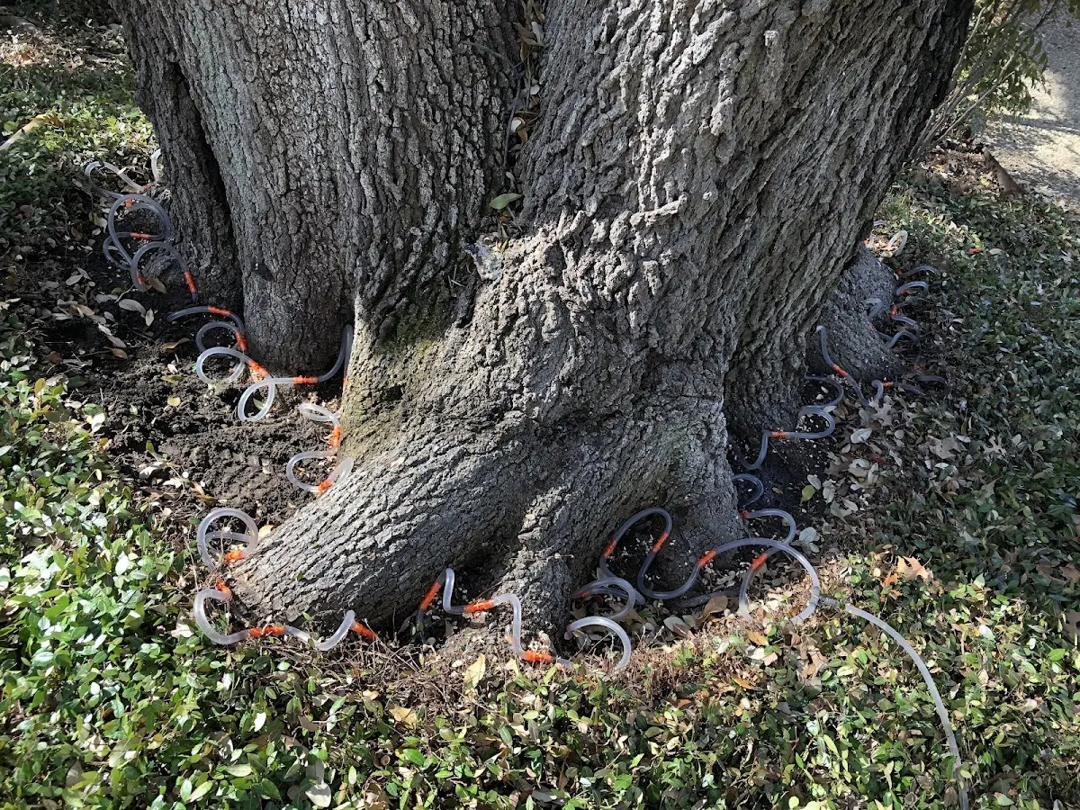 Detailed Tree Cabling and Bracing job site in Creswell