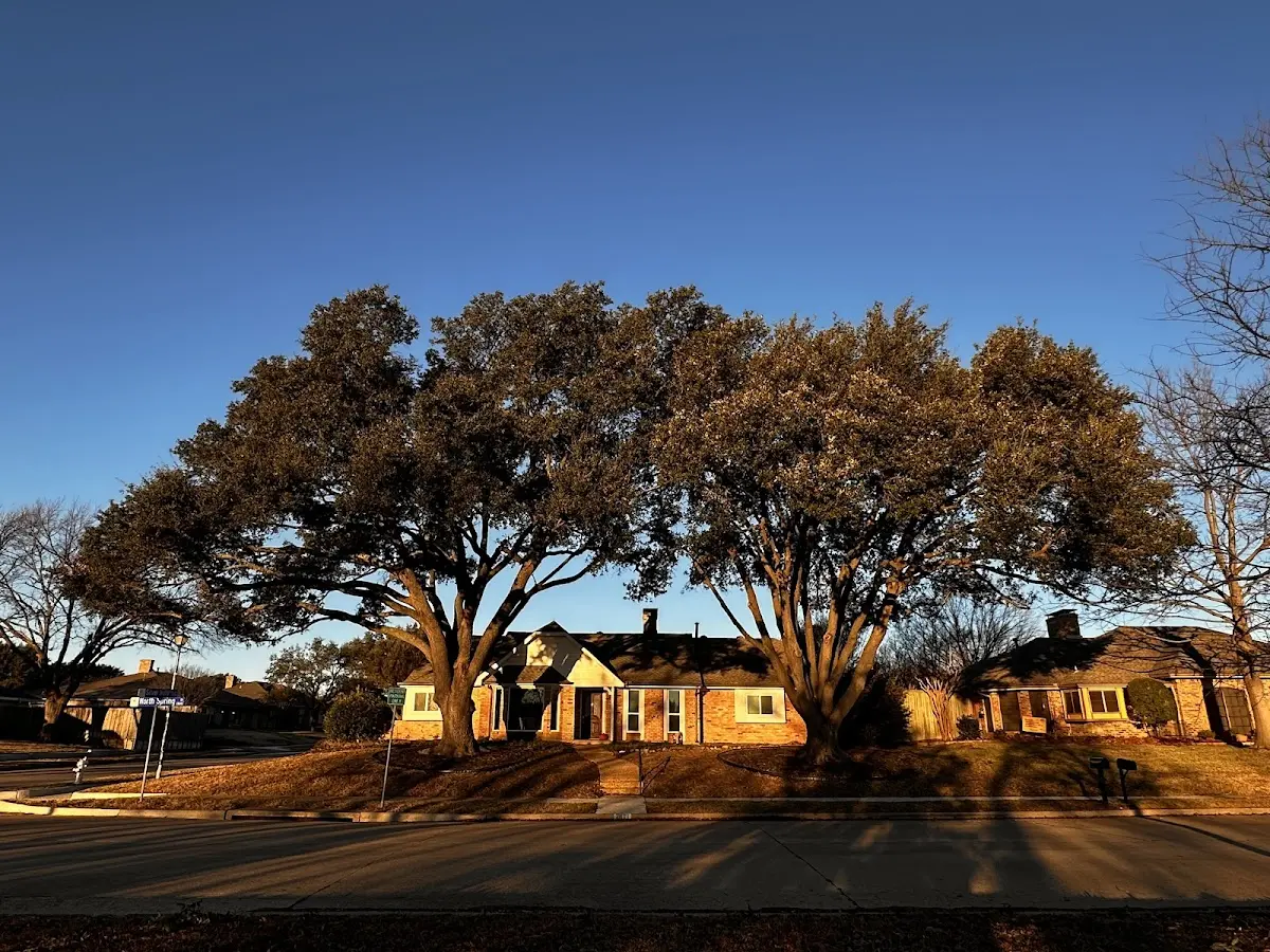 Established residential canopy tree shading a home in Creswell